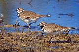 Two Killdeer_53042